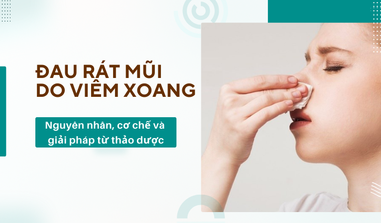 Đau rát mũi do viêm xoang: Nguyên nhân, cơ chế và giải pháp từ thảo dược