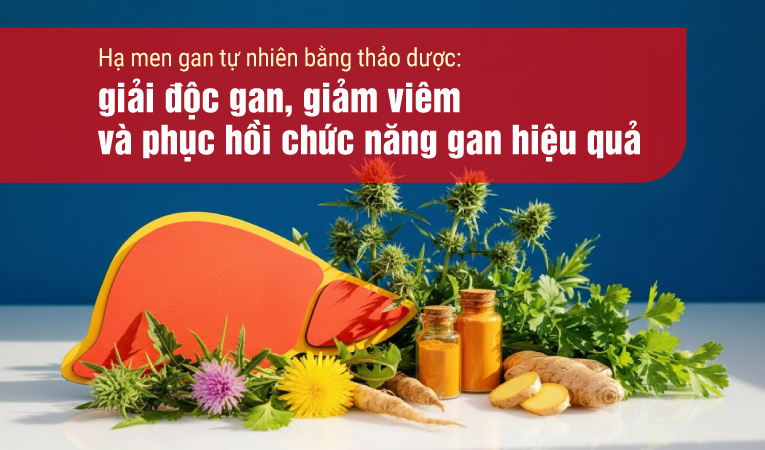 Hạ men gan tự nhiên bằng thảo dược: giải độc gan, giảm viêm và phục hồi chức năng gan hiệu quả